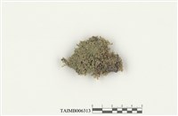 藏品(合葉蘚屬)的圖片